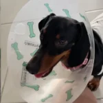 Veterinaria Love Hospital Animal niega acusaciones sobre caso de la perrita ‘Baileys’