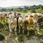 Brotes de gusano barrenador afectan economía ganadera en Nuevo León.