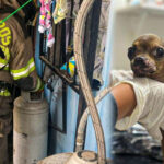 Explosión en vivienda de Escobedo deja a cuatro personas y una perrita lesionadas.