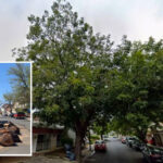 Grave afectación ecológica en Monterrey: Talan nogal de 50 años y enfrentarán sanciones legales