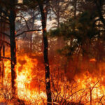 Alerta en Nuevo León: Calor extremo y sequía elevan peligro de incendios forestales