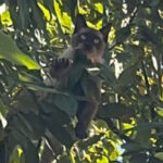 Rescatan a gato que permaneció cuatro días en un árbol en la colonia Valles de Guadalupe