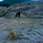 ¡Primavera bajo cero! Aparece escarcha en zonas rurales de Nuevo León