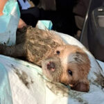Rescatan a cachorro atrapado en tubería de drenaje en Juárez