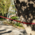 Tragedia en Arteaga: Joven de 21 años pierde la vida tras caer en una cascada