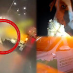 Acción inmediata de autoridades de García permite detención de conductor por maltrato animal