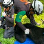 Rescatan a dos osos encontrados en el patio de una casa en San Pedro