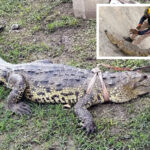 Movilización en Allende tras el hallazgo de un cocodrilo en plena vía pública