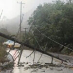 Colapsa pino y paraliza la circulación en Puerto Genovevo