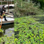 Alerta en la Presa ‘La Boca’: Retiran 90 toneladas de lechuguilla alimentada por aguas residuales