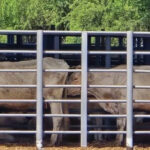 Investigan el robo de 46 vacas en General Terán; reportan casos similares en Linares y Montemorelos