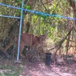 ¡Alerta en General Terán! Reportan avistamiento de puma; las autoridades aún no logran ubicarlo