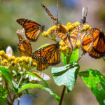 ¡Espectáculo natural! La mariposa Monarca ya cruza el cielo de Nuevo León
