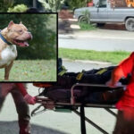 Intenta robar en vivienda y termina en estado crítico tras ser atacado por dos pitbulls en Montemorelos